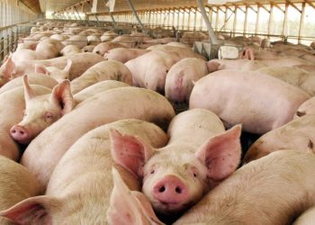 La producción porcina de San Rafael y Alvear creció un 40% en los últimos dos años