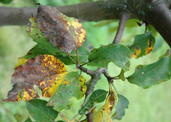 Alertan por la posible presencia de la “roya” en los cultivos de ciruelos de San Rafael y Alvear
