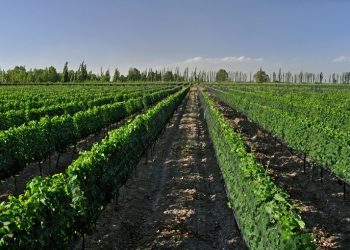 La revista Forbes destacó la producción vitivinícola de San Rafael