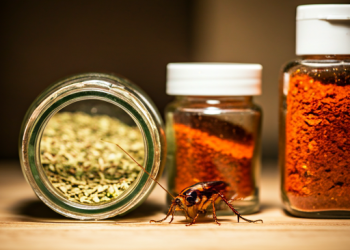 Cuál es el condimento que sirve para alejar definitivamente a las cucarachas de tu casa