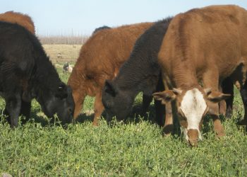 Ganadería: San Rafael concentra el 21% de la actividad en Mendoza con más de 286 mil cabezas