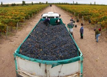 Polilla de la Vid: Trabajan para proteger el “estatus sanitario” de San Rafael y General Alvear