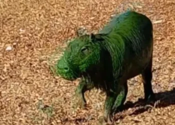 Alarma en Entre Ríos: aparecieron carpinchos teñidos de verde