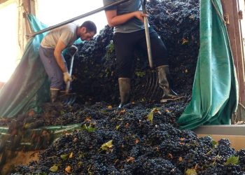 Vendimia en San Rafael: De a poco empiezan a trabajar las bodegas que ya descubaron 332.000 hectolitros