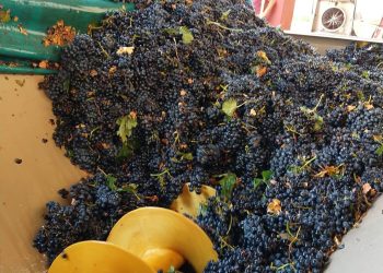 Fuerte caída en la cantidad de bodegas inscriptas para la temporada 2025 en San Rafael