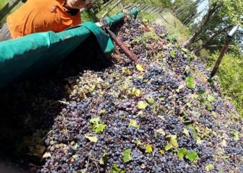 Inició la cosecha de uva en San Rafael y los números están por encima del año pasado