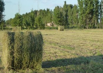 Plantar una hectárea de alfalfa en San Rafael cuesta más de 770 mil pesos