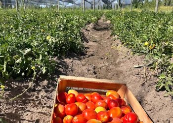 San Rafael se prepara para una jornada a campo sobre cultivo de tomate con bioinsumos