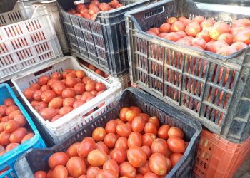 Tomates: productores locales comercializan los cajones al público y con muy buen precio
