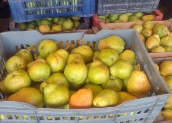 Peras: directo de las fincas sanrafaelinas y con muy buenos precios