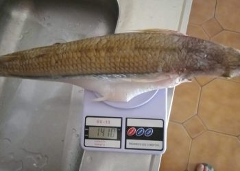 Agua del Toro, el “templo” de la pesca sanrafaelina, sigue sorprendiendo con pejerreyes gigantes