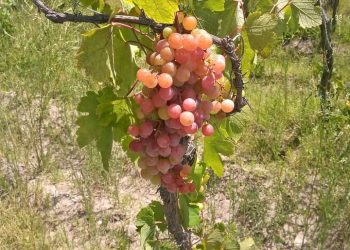 Temporada de uvas: productores las ofrecen directo de las fincas y a precios muy económicos