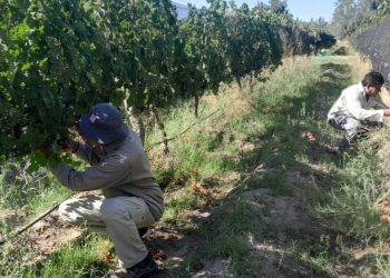 INTA y la Facultad de Ciencias Aplicadas a la Industria estudian «microterroirs» en San Rafael