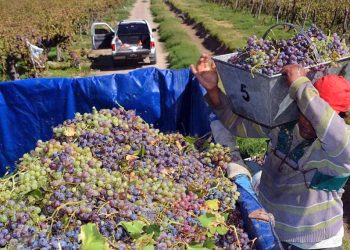 Preocupación en el sector vitivinícola por el precio de la uva