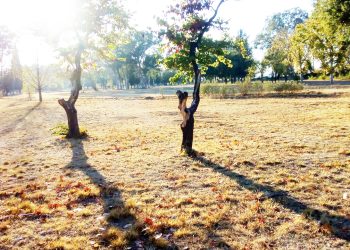 La falta de riego en el Parque Mariano Moreno sigue generando preocupación entre vecinos y entidades por el estado de los forestales