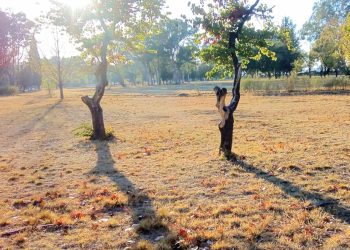 Denuncian que hace tres meses que no largan agua: el Parque Mariano Moreno enfrenta una grave sequía y los árboles se están secando