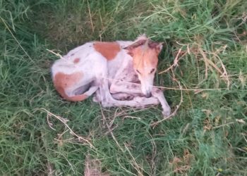 La Sociedad Protectora pide colaboración para ayudar a una perra desnutrida y enferma