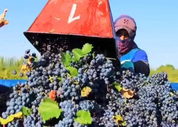 Viñateros mendocinos en lucha por un precio justo de la uva para la presente temporada