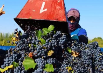 Cosecha en San Rafael: Muchas cuadrillas disponibles, pero poca demanda de trabajo