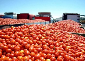 Piden medidas para prevenir el ingreso de un virus del tomate desde Chile