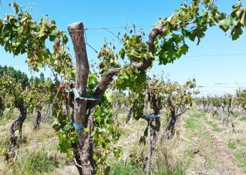 En el último año se perdieron casi 700 hectáreas con viñedos en San Rafael