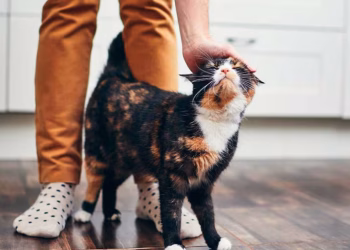Revelaron la verdadera razón por la que los gatos siguen más a unas personas que a otras