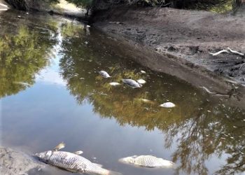 En La Pampa denuncian mortandad de cientos de peces por la falta de erogación de agua en el Atuel