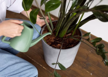 El error que muchos cometen con las macetas durante el verano