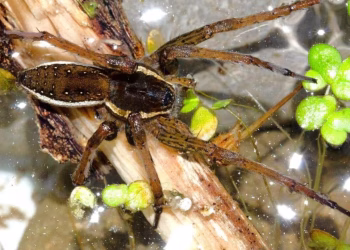 El caso de las arañas gigantes que fueron liberadas y amenazan con ser una plaga: tienen el tamaño de una mano