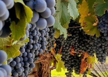 “Wines of Argentina” destacó a San Rafael como una “joya vitivinícola” por descubrir