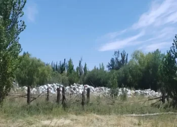 Paradojas de la Argentina: millones de kilos de peras tiradas en un país con el 50% de pobreza