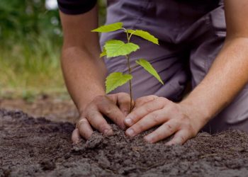 Cuidado ambiental: jóvenes del radicalismo plantan árboles en merenderos