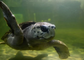 Cierre del Aquarium: cuál es el estado del tortugo Jorge y cuándo será liberado