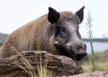 Tras el ataque de un jabalí: por qué Mendoza regula su caza y cuáles son los requisitos