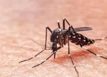 Recomiendan reforzar las medidas de prevención del dengue debido a las intensas precipitaciones