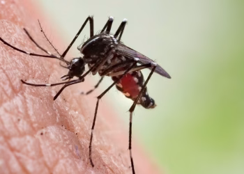Dengue: ¿cómo elegir el mejor repelente?