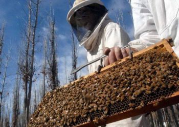 Capacitación en apicultura: preparación de colmenas para la invernada