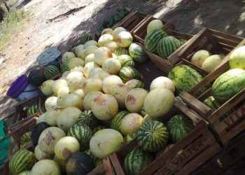 Capacitaron a productores de sandía y melón de San Rafael y General Alvear