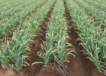 El Escorial celebra su Festival del Ajo, en el centro de la producción ajera de San Rafael