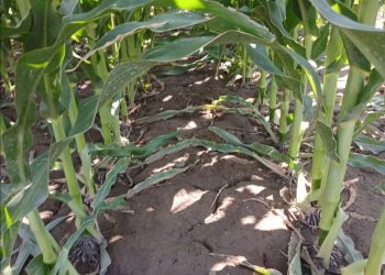 Maíz bajo riego: un cultivo que se desarrolla y se sigue potenciando