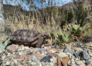 Guardianes de la Naturaleza: Rescate y devolución de especies autóctonas en Valle Grande