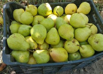 Fruta a bajo precio: Productores “rematan” sus cajones de membrillos y peras