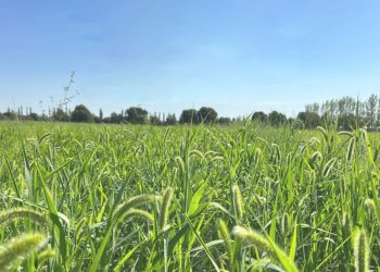 San Rafael y la moha: una interesante alternativa forrajera que promueve el INTA