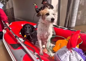 San Rafael suman a ayudar a los animales afectados por la inundación en Bahía Blanca