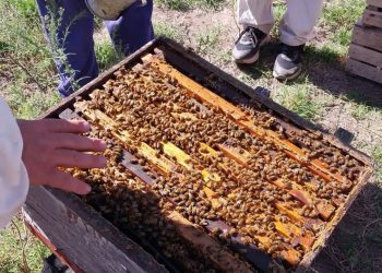 Varroa: controlan el ácaro que puede poner en riesgo la producción apícola en San Rafael y Alvear