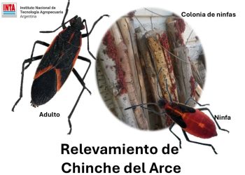 Chinche del Arce: Piden a los vecinos informar al INTA ante su detección