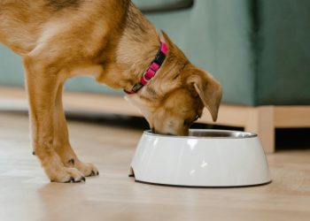 ¿Carne cruda o cocida?: cuál es la mejor forma de alimentar a nuestros perros