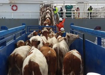 Qué implica la habilitación para exportar ganado vacuno en pie con destino a faena