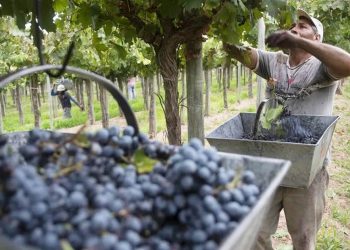 ACOVI: «La cosecha viene conflictiva por el clima y los precios están lejos de lo ideal»