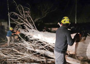 Fuerte temporal de viento en San Rafael: cayeron al menos 37 árboles y hubo cortes de luz el domingo